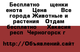 Бесплатно !!! щенки енота!! › Цена ­ 1 - Все города Животные и растения » Отдам бесплатно   . Хакасия респ.,Черногорск г.